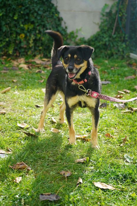 Sunienka do adopcji