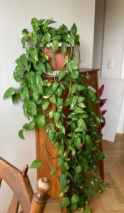 Epipremnum - duże (150cm), w plastikowej donicy