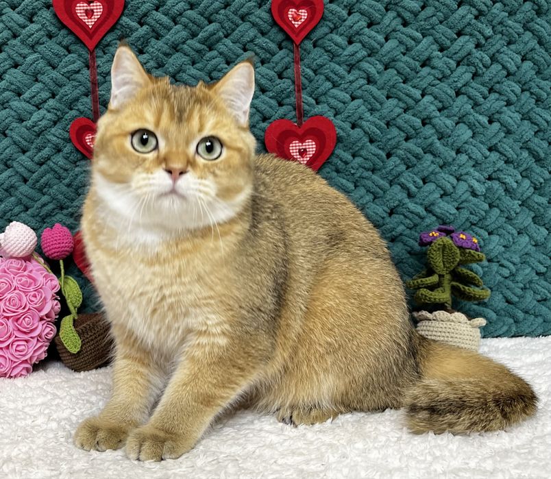 Шотландський котик