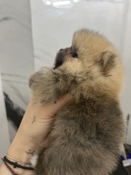 Шпіц хлопчик )))