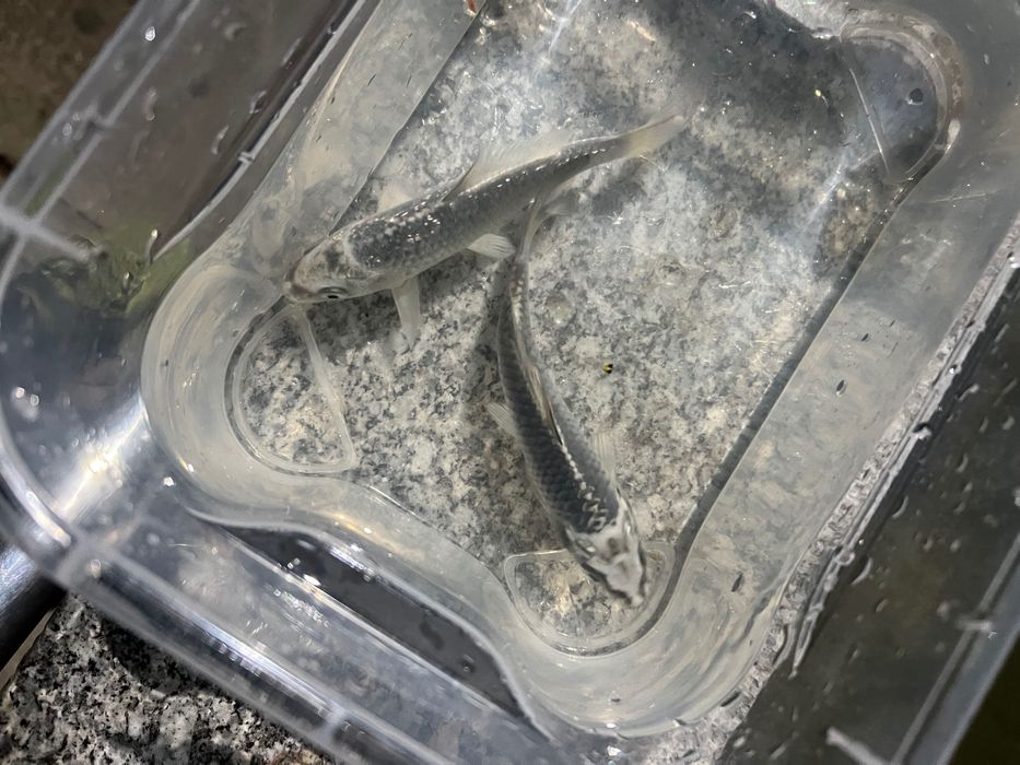Carpas koi.