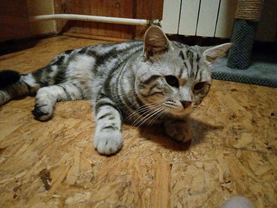 Перетримка котів в окремій кімнаті. Запис на лютий!