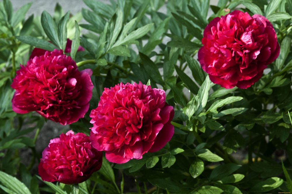 Піон рожевий та бордовий продам