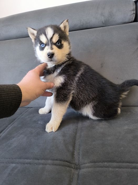Husky suczka niebieskie oczka