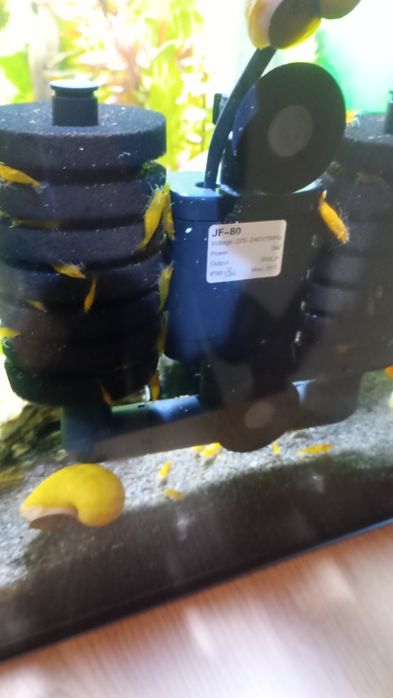 Krewetki żółte pakiet 10 sztuk