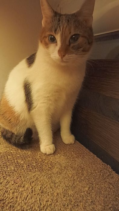 Miziasta kotka prosi o dom