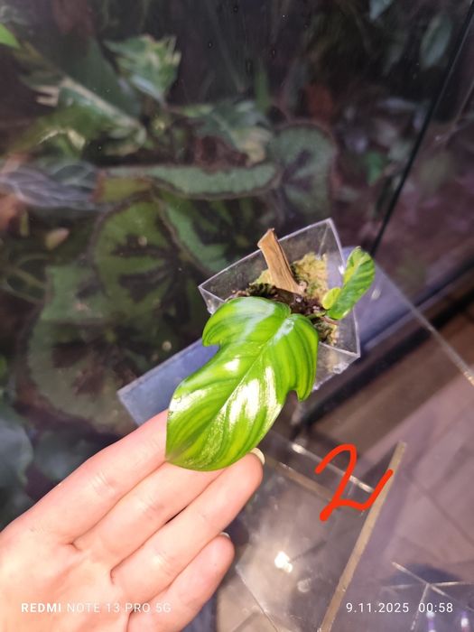 Philodendron Florida Beuty