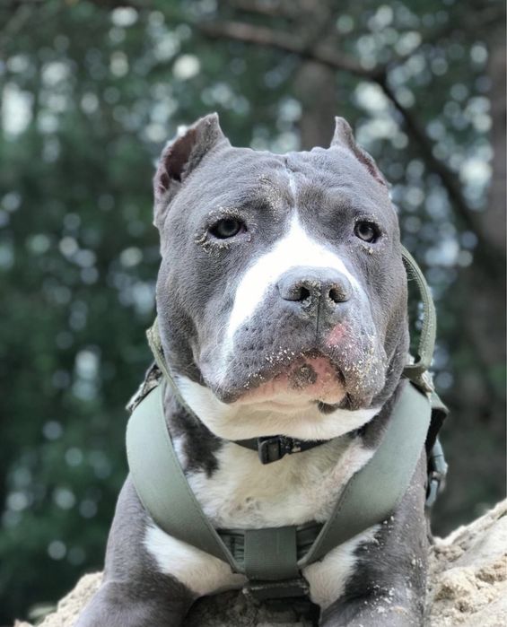 Стафорд.Амстафф.Американський Стафордширський терьєр