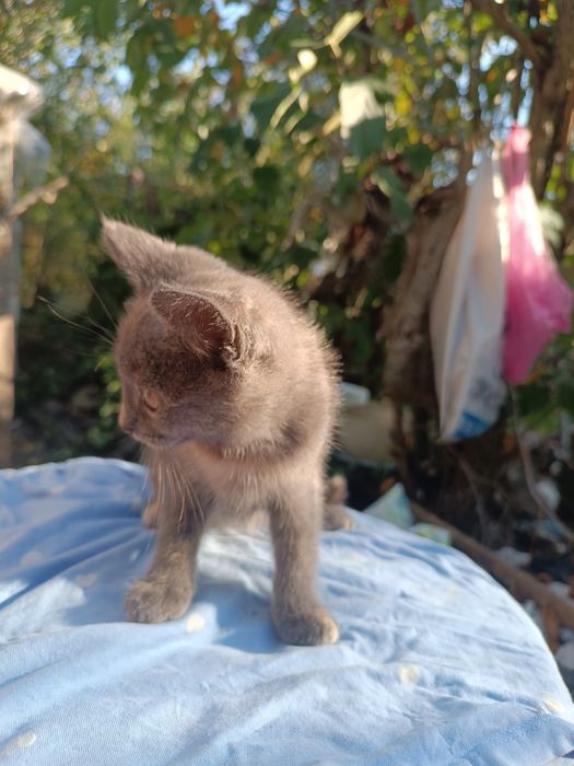 Кошенята віддам в добрі руки