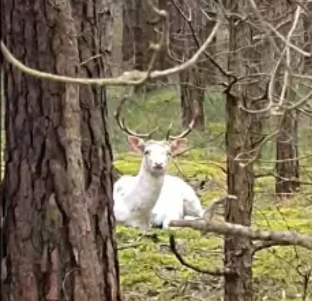 Cielak z 2022r ARiMR oswojony z transportem