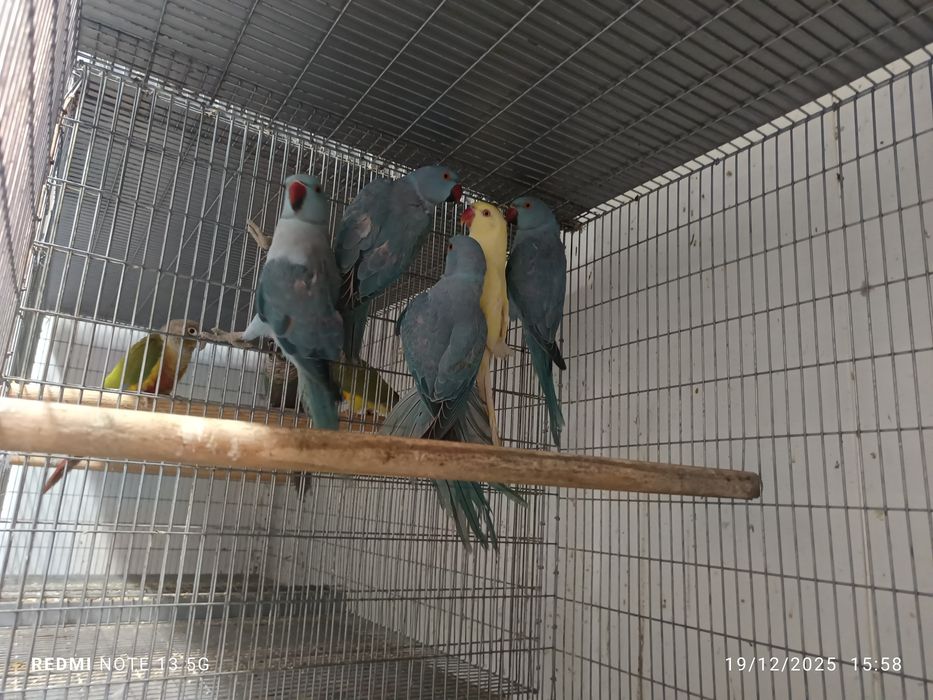 Ring neck fêmeas 2024