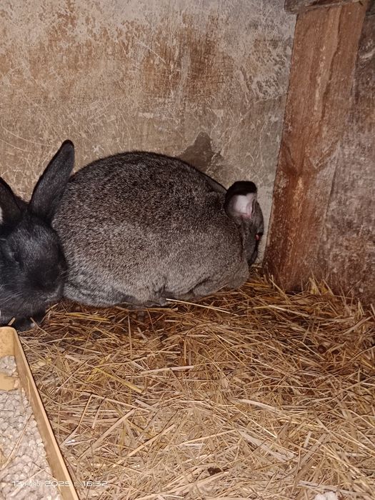 Продам кролів різного віку