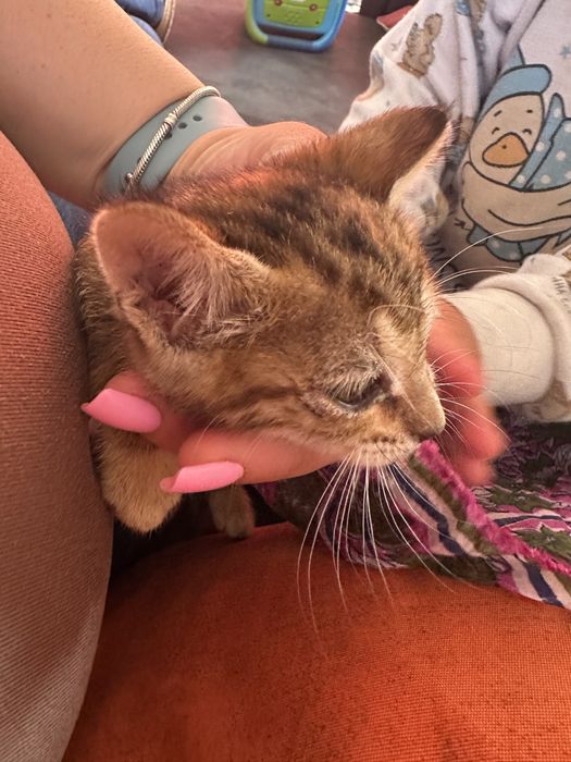 Gatinha para adocao responsavel