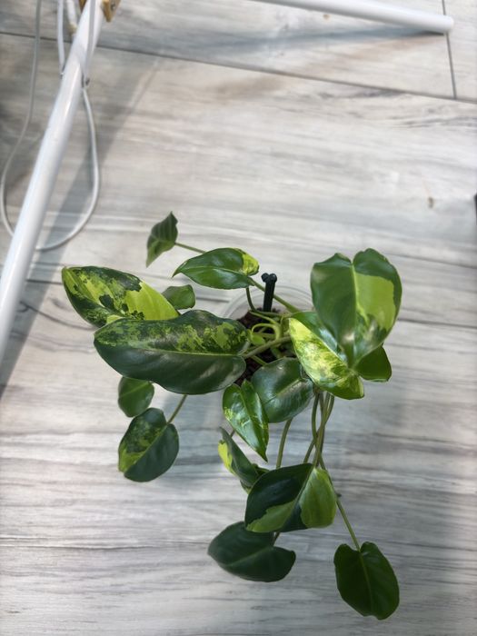 philodendron burle marx variegata