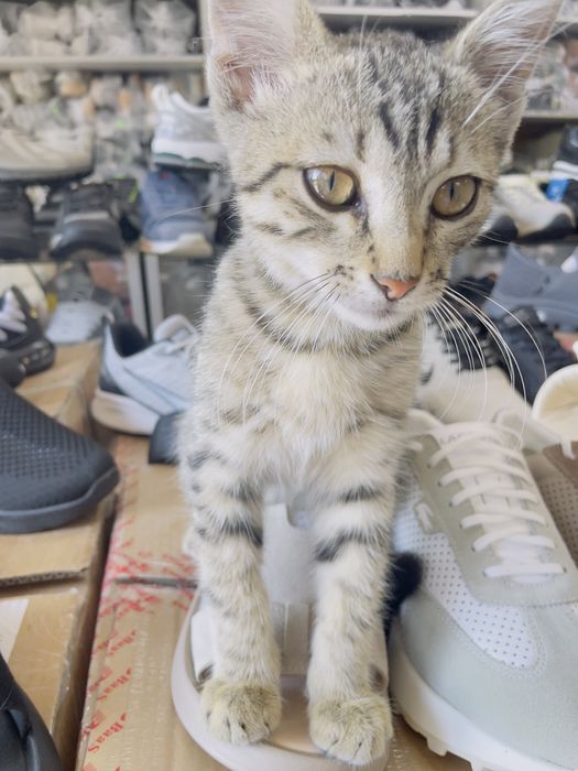 Котик безкоштовно