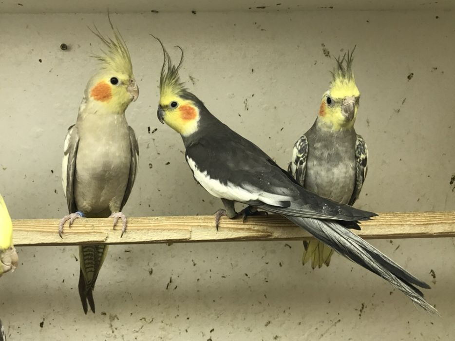 Papuga nimfa,Papuga nimfa