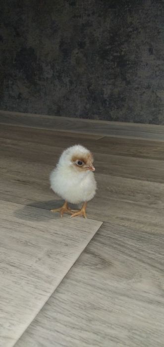 Продам яйца на инкубацию