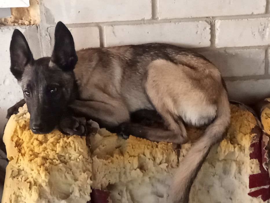 Більгійська вівчарка