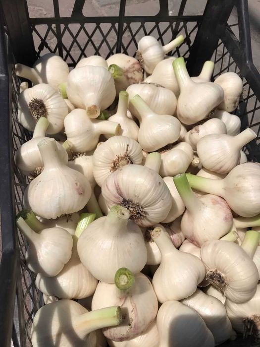 Часник  Любаша ..