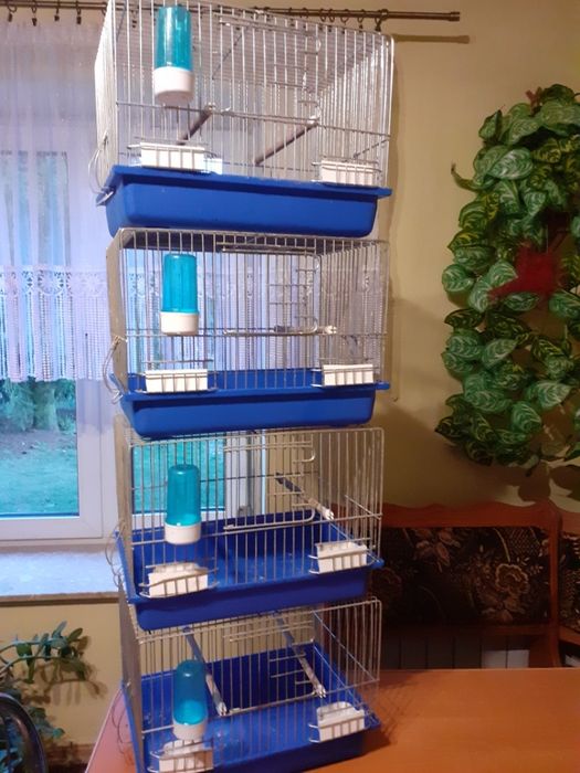 Kanarek Samiec plus klatka