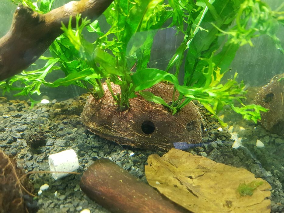 Kokos do akwarium krewetkarium