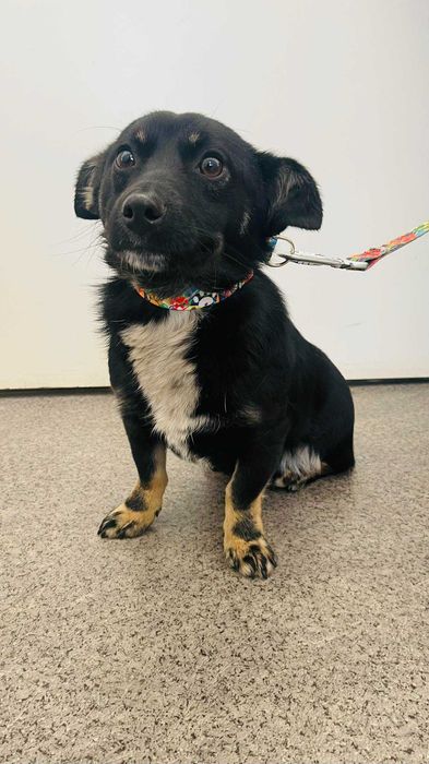 Mykanów / Lubojenka znaleziono psa. Szukamy właściciela.