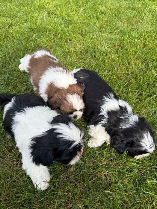 Shih tzu szczeniaki