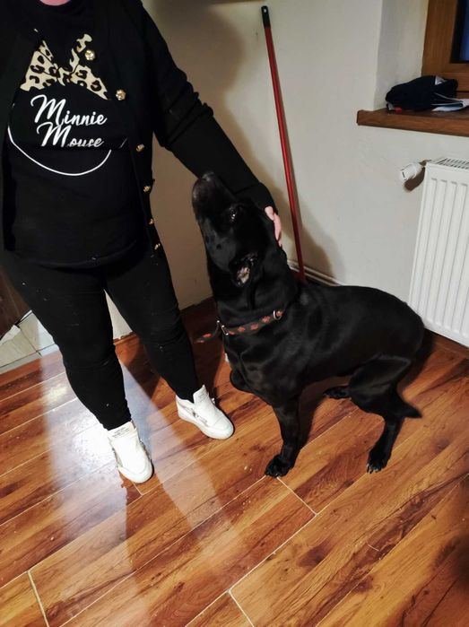 Oddam za darmo w dobre ręce