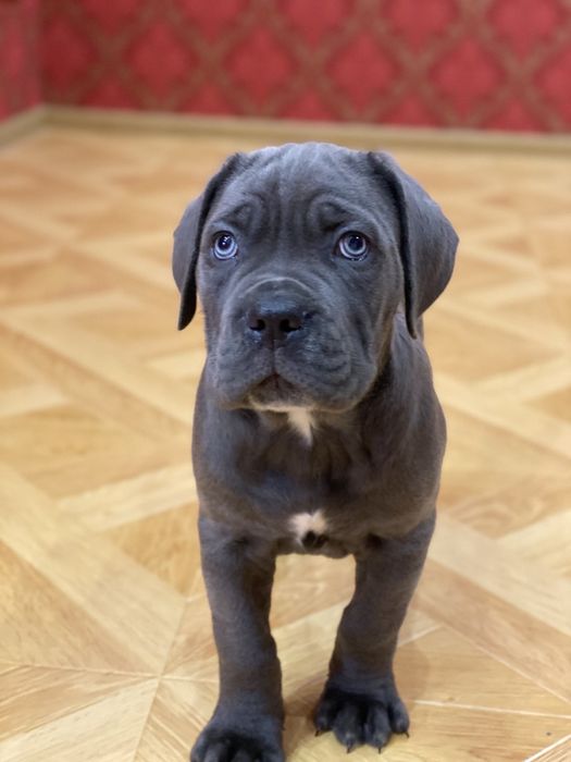 Елітні малюки-Cane corso