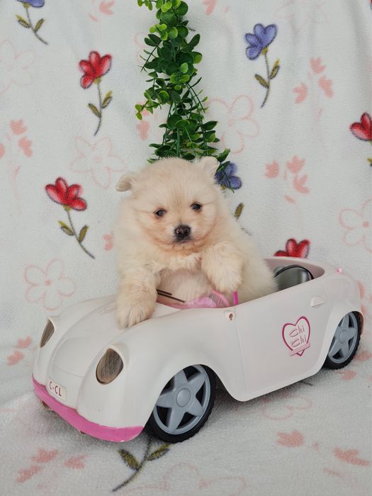 Exuberante mini Lulu da Pomerania / Spitz Alemão Anão de Qualidade