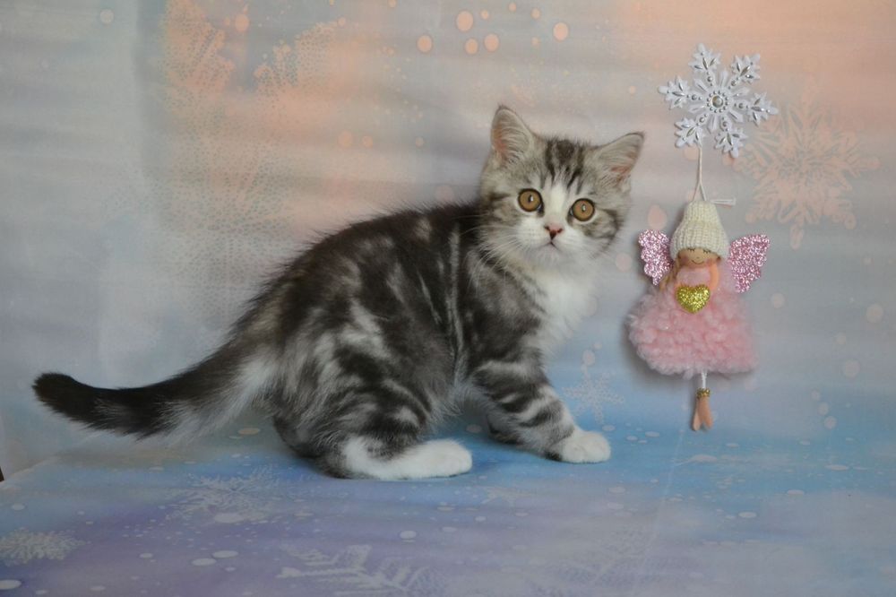 Scottish Straight хлопчик, сріблястий мармур з білим