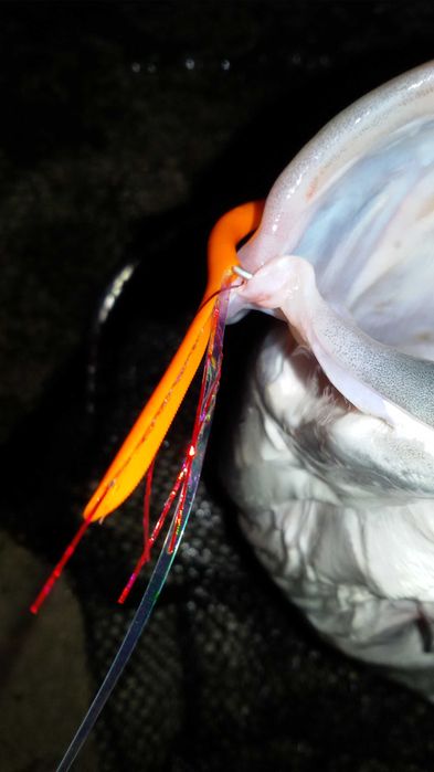 Pingalim, amostra para pesca ao Robalo.