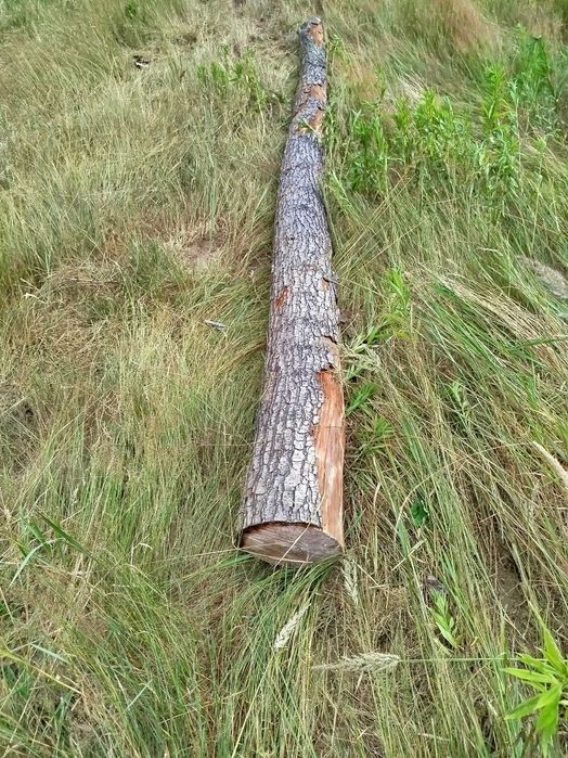 Olcha kloce kłoda drewno