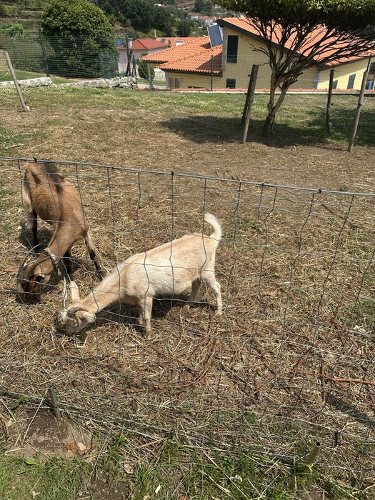 Animais de quinta