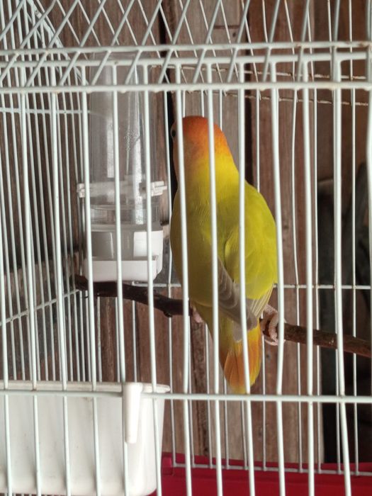 Vendo animais exóticos