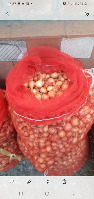 Насiння гарбуза украiнська багатопiдна 100 гр