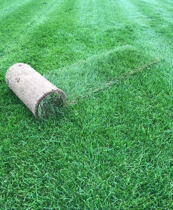 Trawa z rolki 1 gatunek, trawnik z transportem, zamówienia online