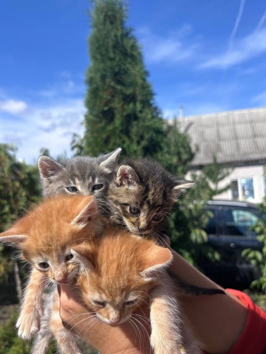 Віддамо кошенят в добрі руки