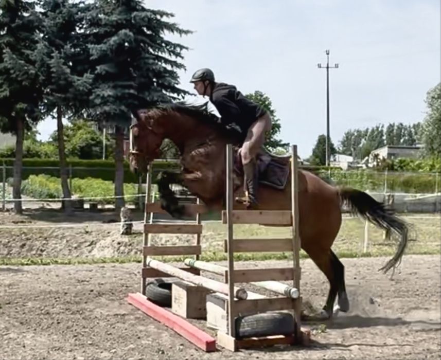 Klacz 5 lat 170cm bezpieczna, zrownowazona klacz