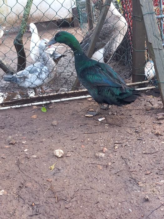 Pato payuga macho
