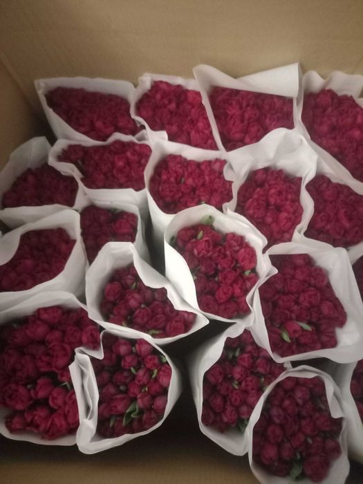 Тюльпан оптом Україна