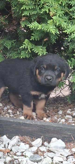 Rottweiler z metryką