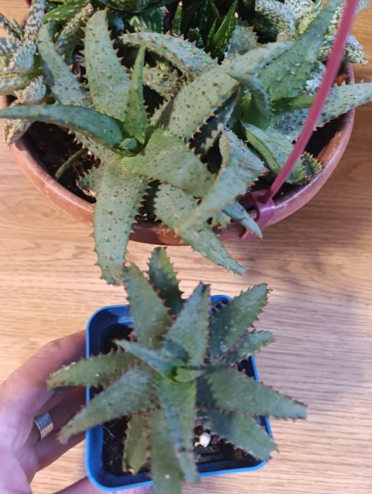 Продам алоє гібрид