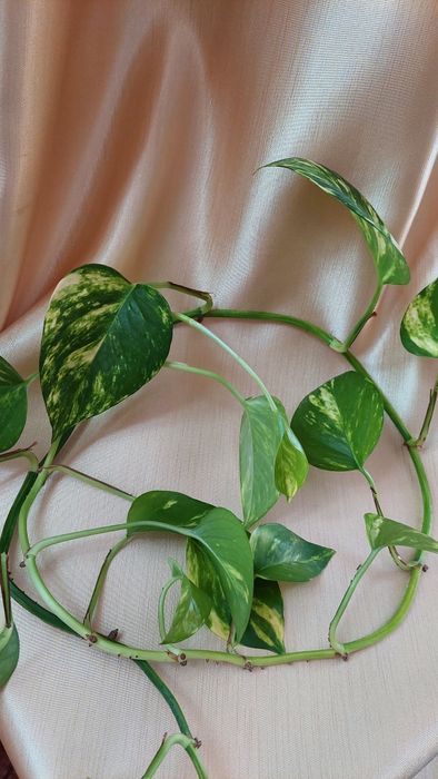 Плющ сциндапсус, епiпремнум Marble queen gold