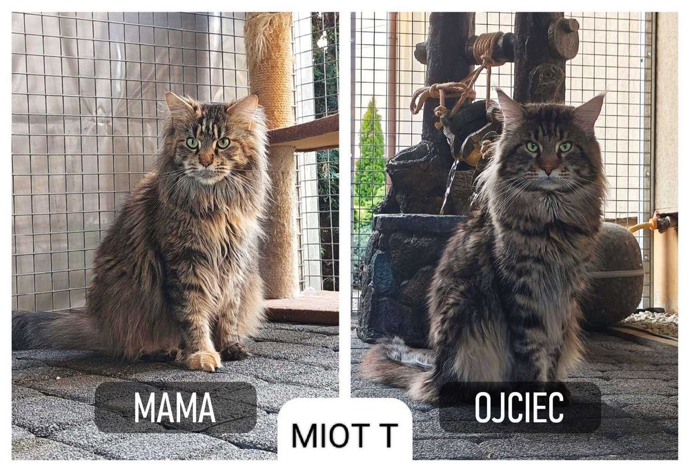 Kocurek Maine Coon