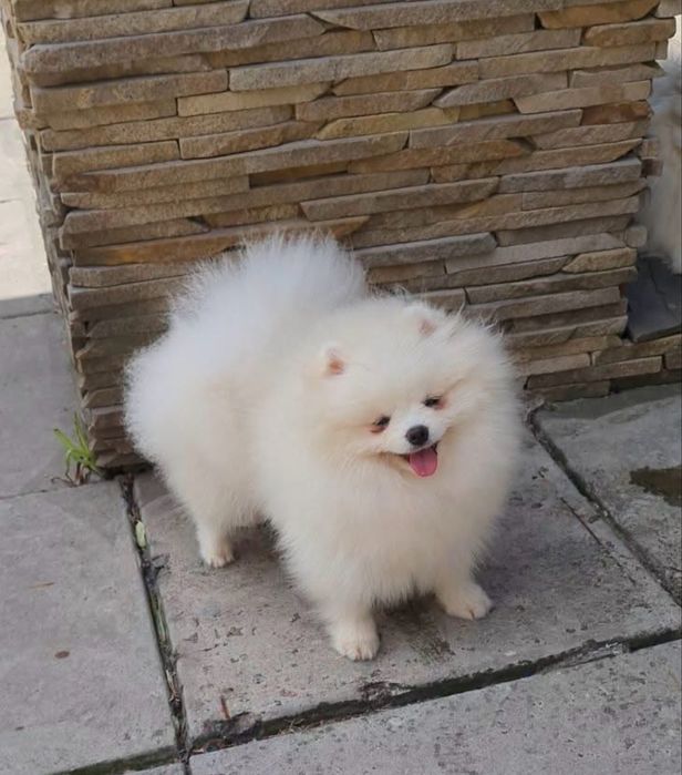 Шпіц померанський вʼязка