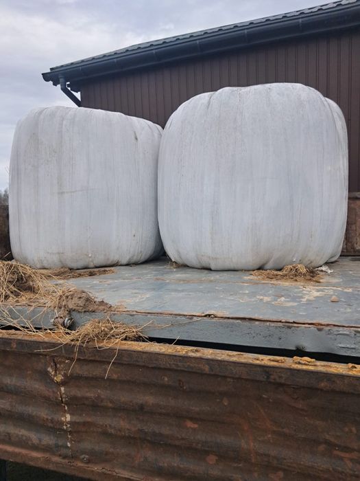 Kiszonka Gumowo gmina Dzierzążnia