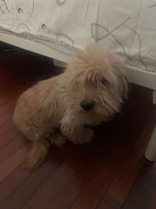 Dou para adoção responsável