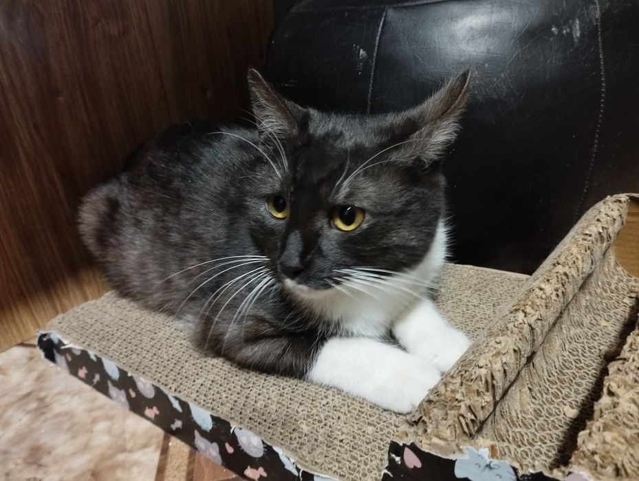 Młody kocurek Kardamon czeka na dom w schronisku