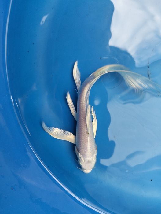 Carpa koi véu platium 15cm